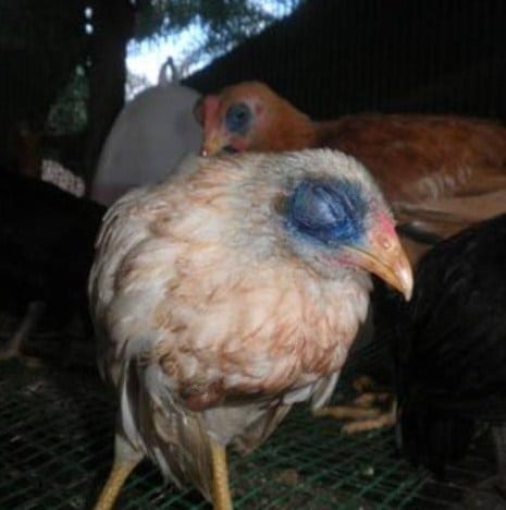 Cara Pencegahan dan Gejala Virus Flu Burung Pada Ayam dan Unggas Lainnya |  Ruangburuh