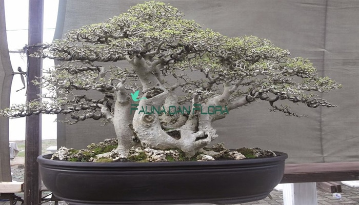 Inspirasi bonsai serut