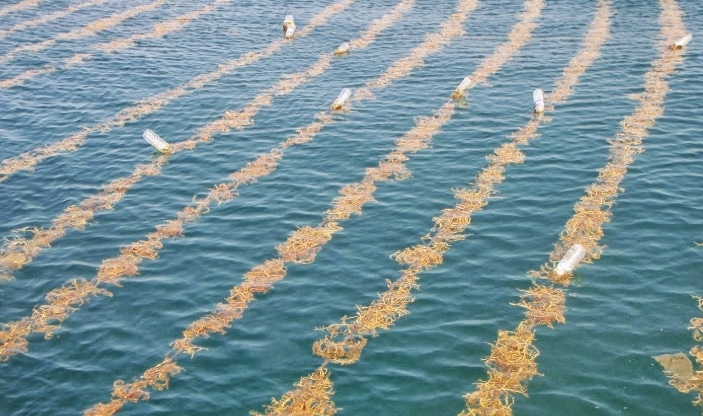 Tips Panduan Budidaya Cara Menanam Rumput Laut | Ruangburuh